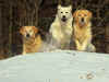 Edna, Bella, Asta, 12.2.11