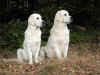 Bella a Bailey, 15.10.11