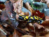 salamandra